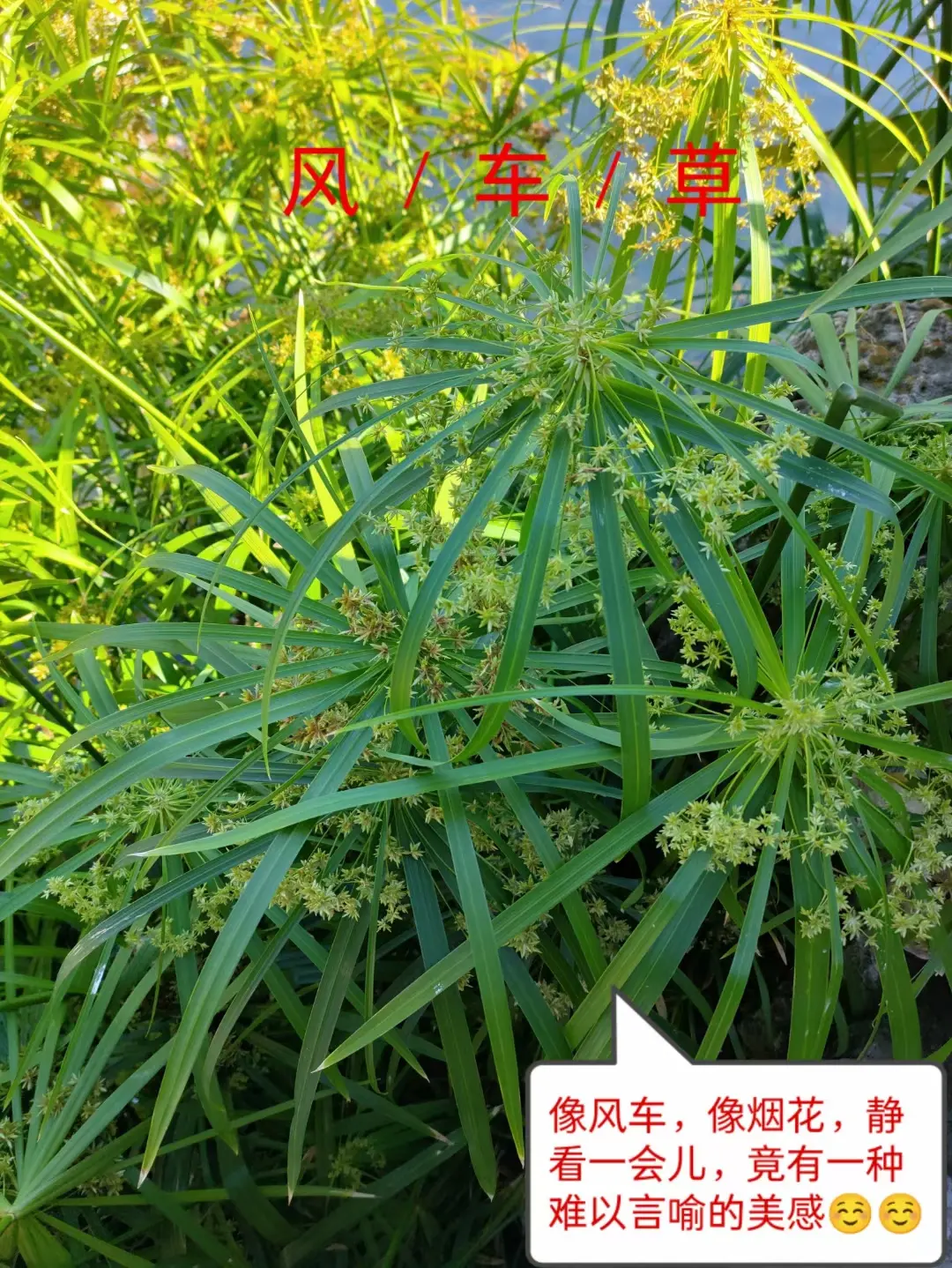 风车草